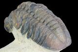 Reedops Trilobite Fossil - Morocco #75467-4
